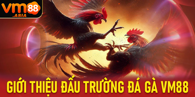 Thông tin giới thiệu đấu trường đá gà vm88