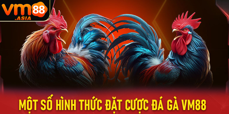 Một số hình thức đặt cược đá gà vm88 đang được nhiều người tin tưởng lựa chọn 
