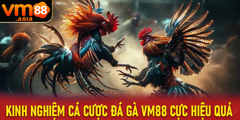 Kinh nghiệm cá cược đá gà vm88 cực hiệu quả cho anh em người mới 